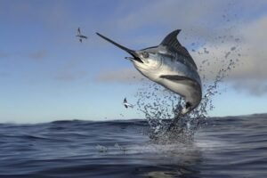 4 Manfaat Makan Ikan Marlin Bantu Jaga Kesehatan Otak