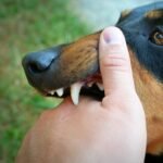 Gejala Rabies